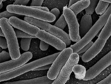 ученые создали `бактериальное спиртовое биотопливо`
